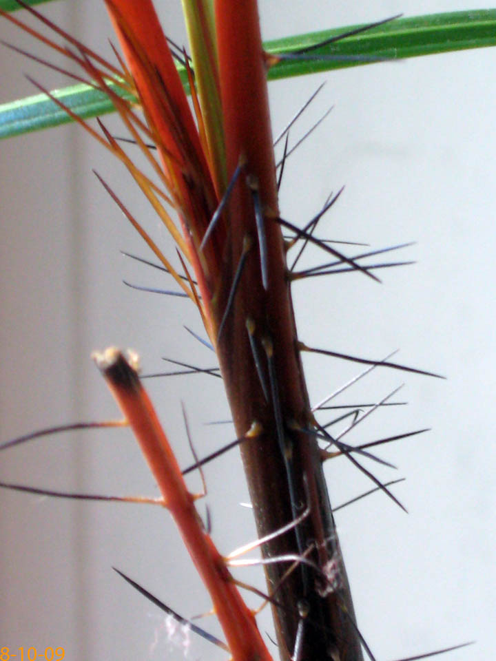 Verschaffeltia Exoten und Palmen Claus Willich